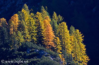 Trafoi, 06.10.2022 - Nikon D500 ob. 500 pf + Tc 1.4x, 750 mm F/7.1 iso 280 1/500 sec.