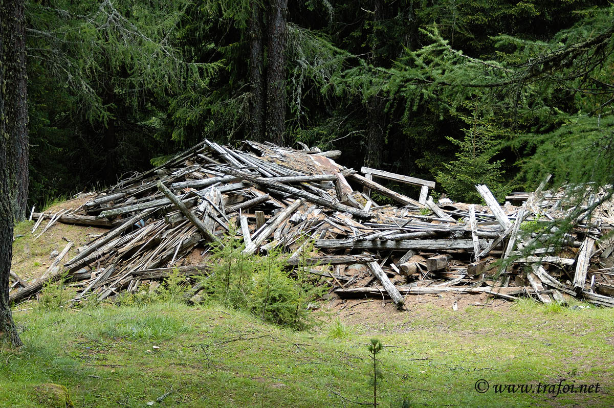 ../Escursioni2/Borletti_Rododendro/3491bis.jpg