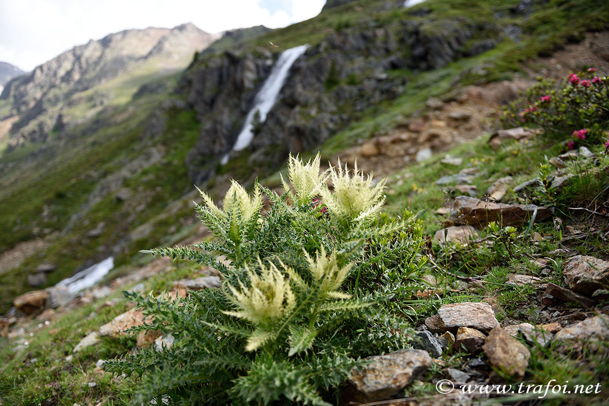 ../Escursioni2/Laghi_Saldura/Saldura_004872.jpg