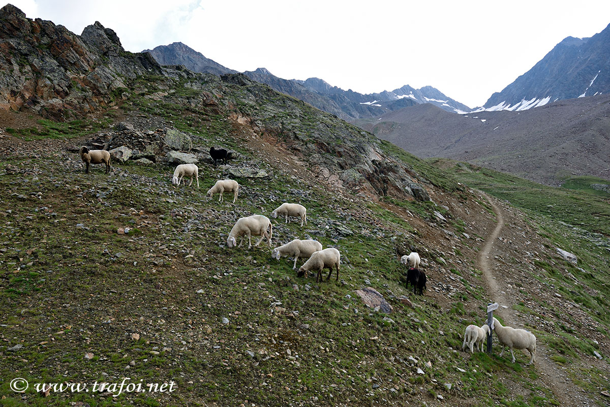 ../Escursioni2/Laghi_Saldura/Saldura_004969.jpg