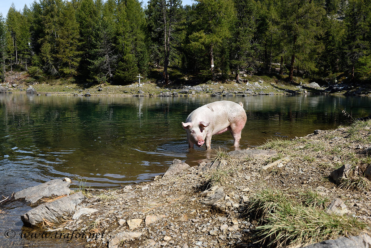 ../Escursioni2/Lago_Cirmoli/Cirmoli_003706bis.jpg