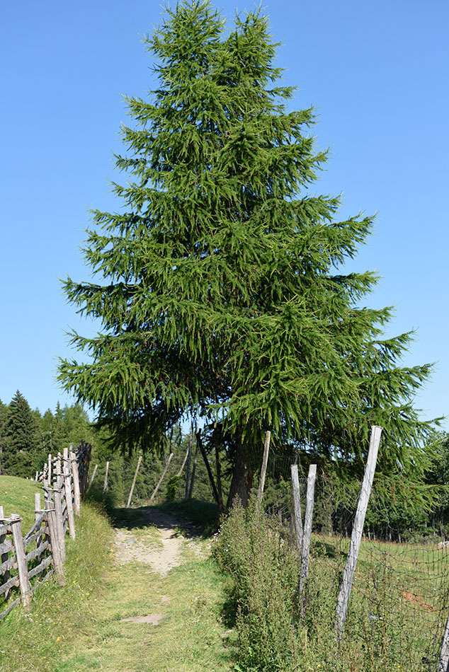 ../Escursioni2/Lago_Covelano/Covelano_004655.jpg