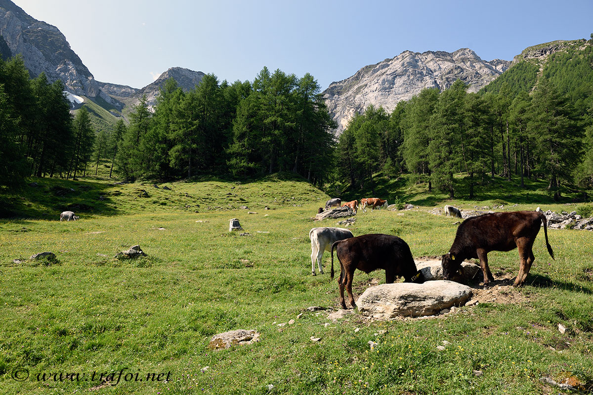 ../Escursioni2/Lago_Covelano/Covelano_004683.jpg