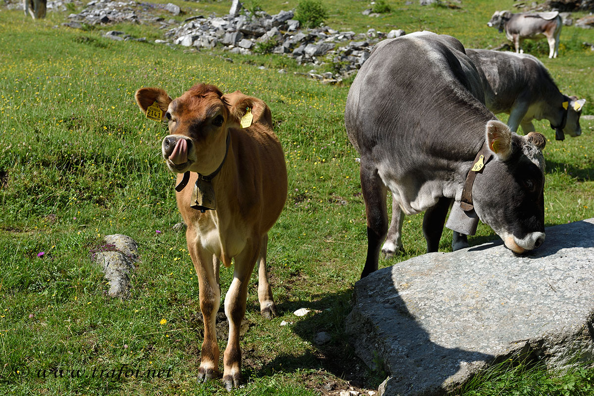 Escursioni2/Lago_Covelano/Covelano_004690.jpg