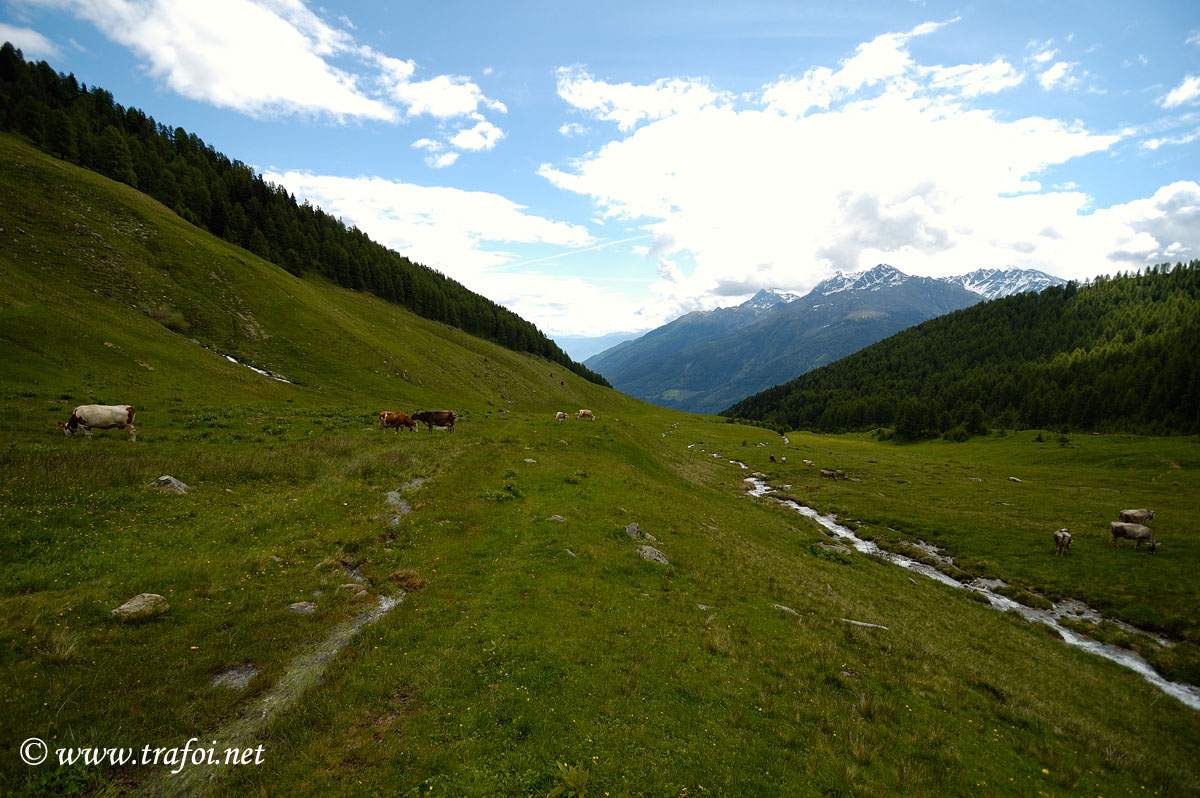 ../Escursioni2/Malga_Stelvio/3268bis.jpg