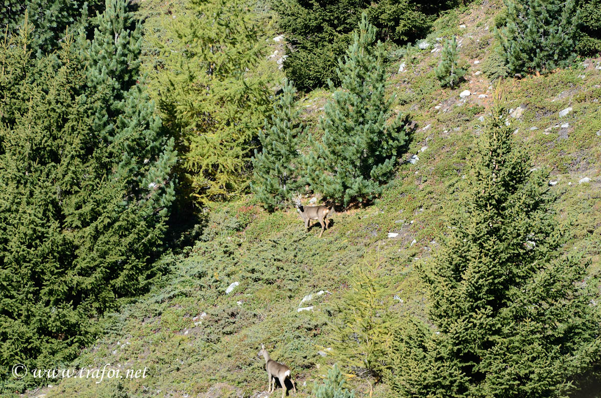 ../Escursioni2/Malghe_Vitelli_Toro/6723bis.jpg