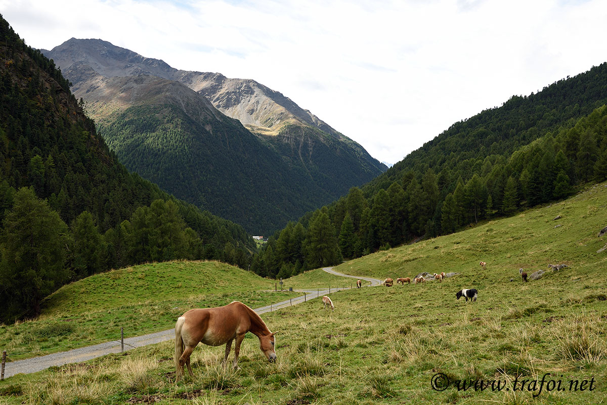 ../Escursioni2/Malles/012435_D750.jpg