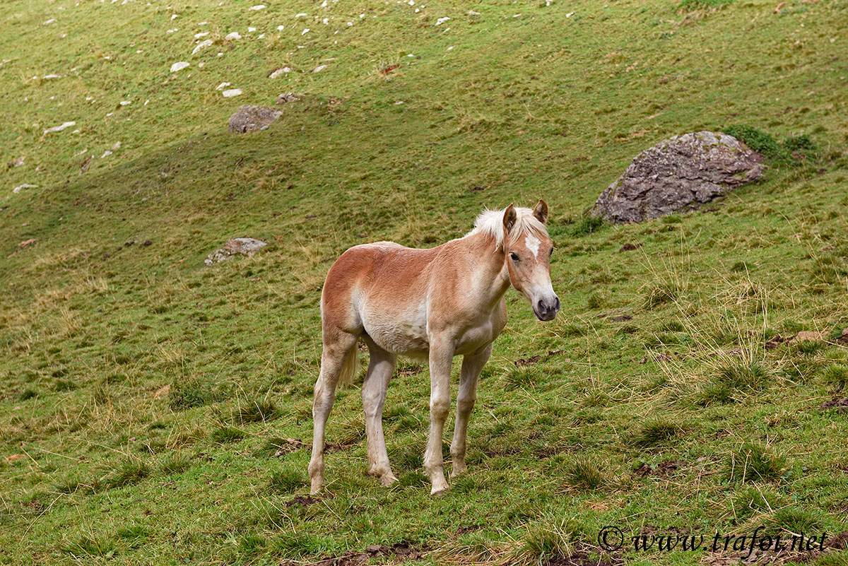 ../Escursioni2/Malles/012439_D750.jpg