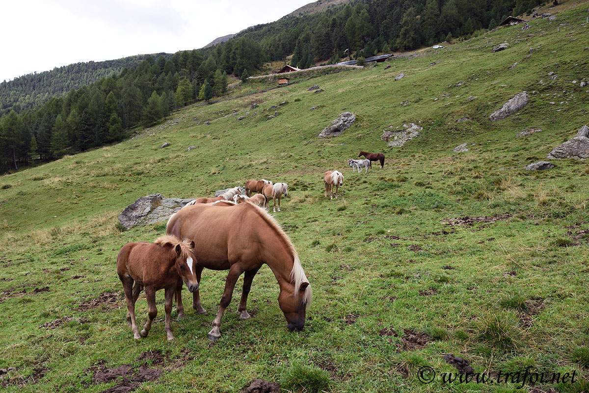 ../Escursioni2/Malles/012456_D750.jpg
