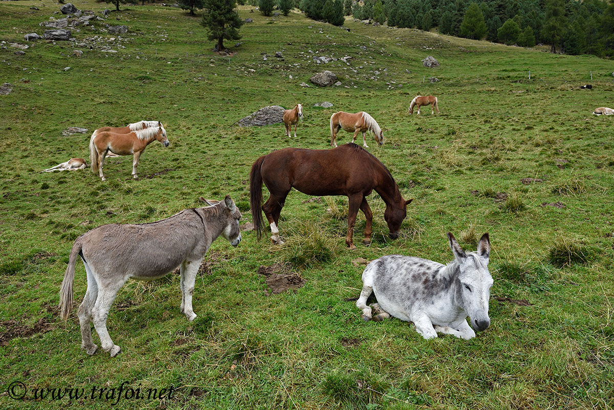 ../Escursioni2/Malles/012473_D750.jpg