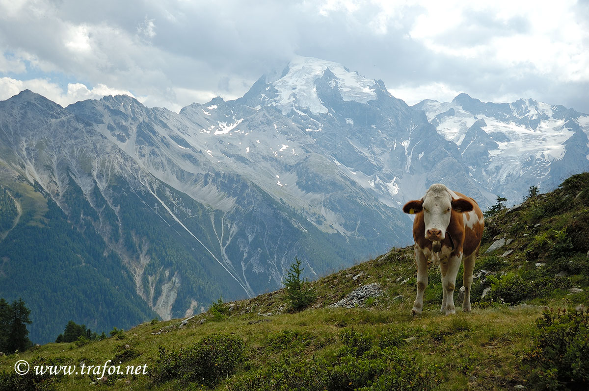 ../Escursioni2/Piz_Minschuns/1042bis.jpg