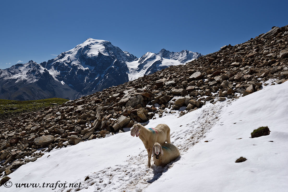 ../Escursioni2/Stelvio/003244bis.jpg