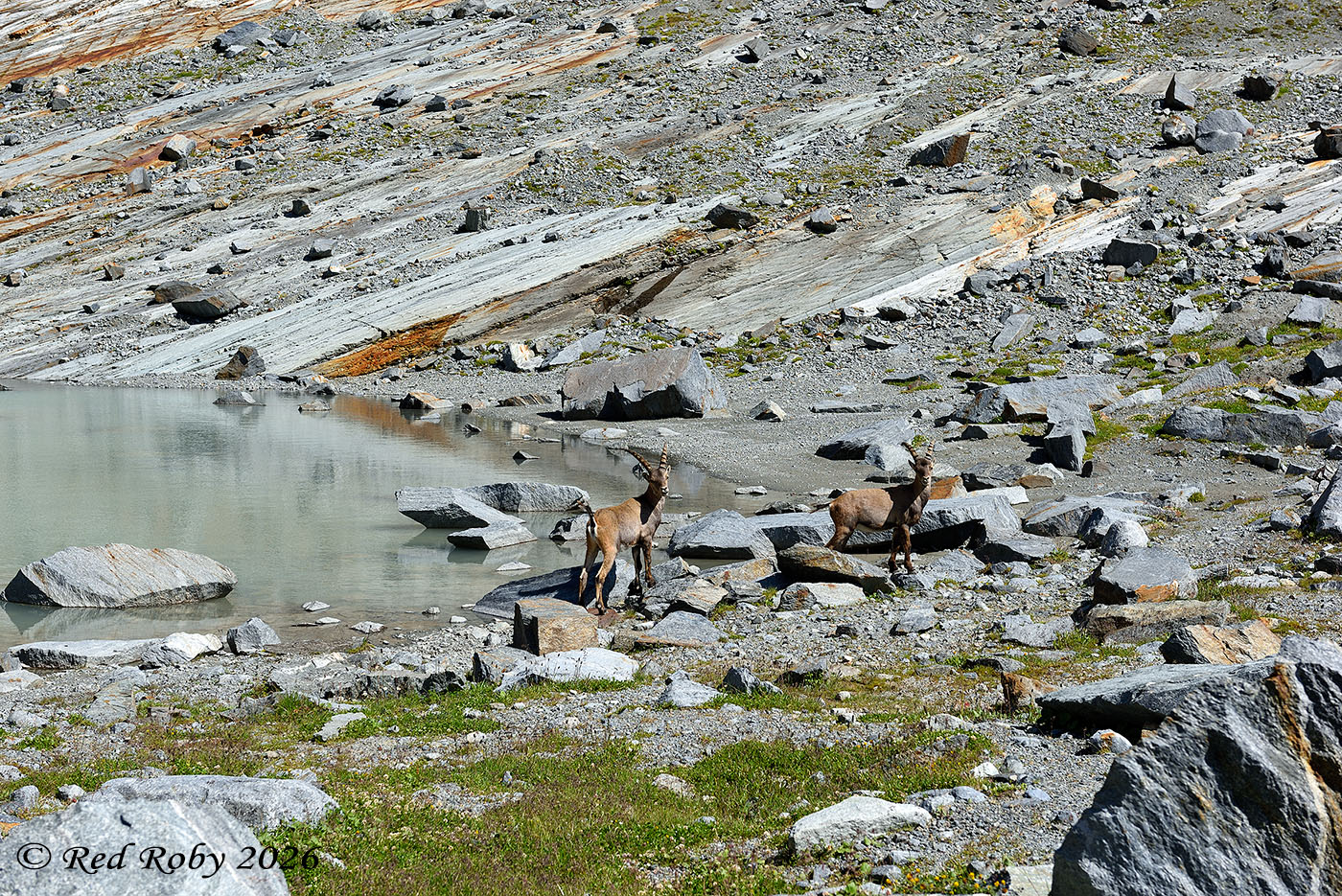 Ghiacciaio Fellaria - Valmalenco