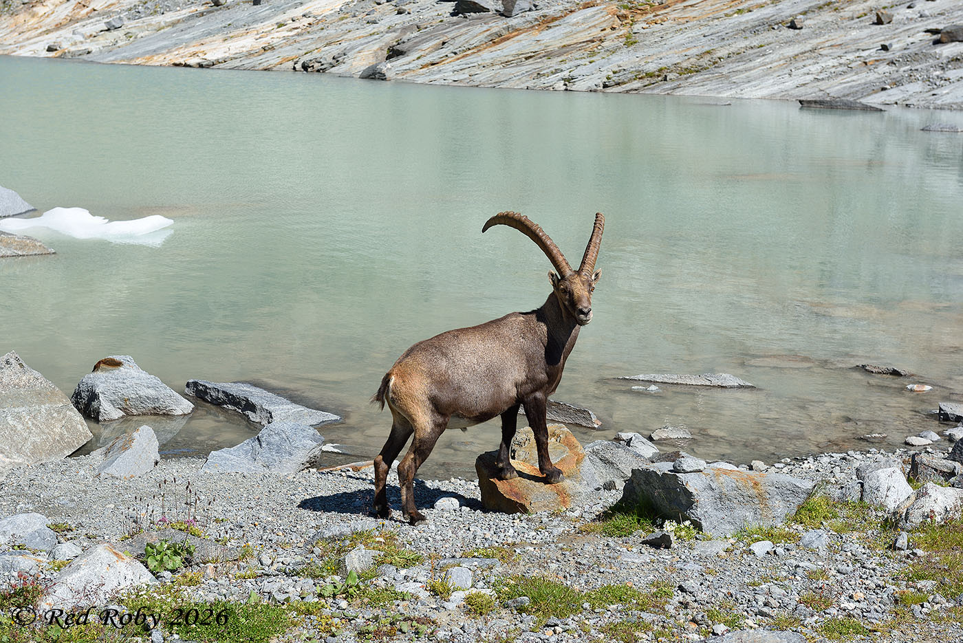 Ghiacciaio Fellaria - Valmalenco