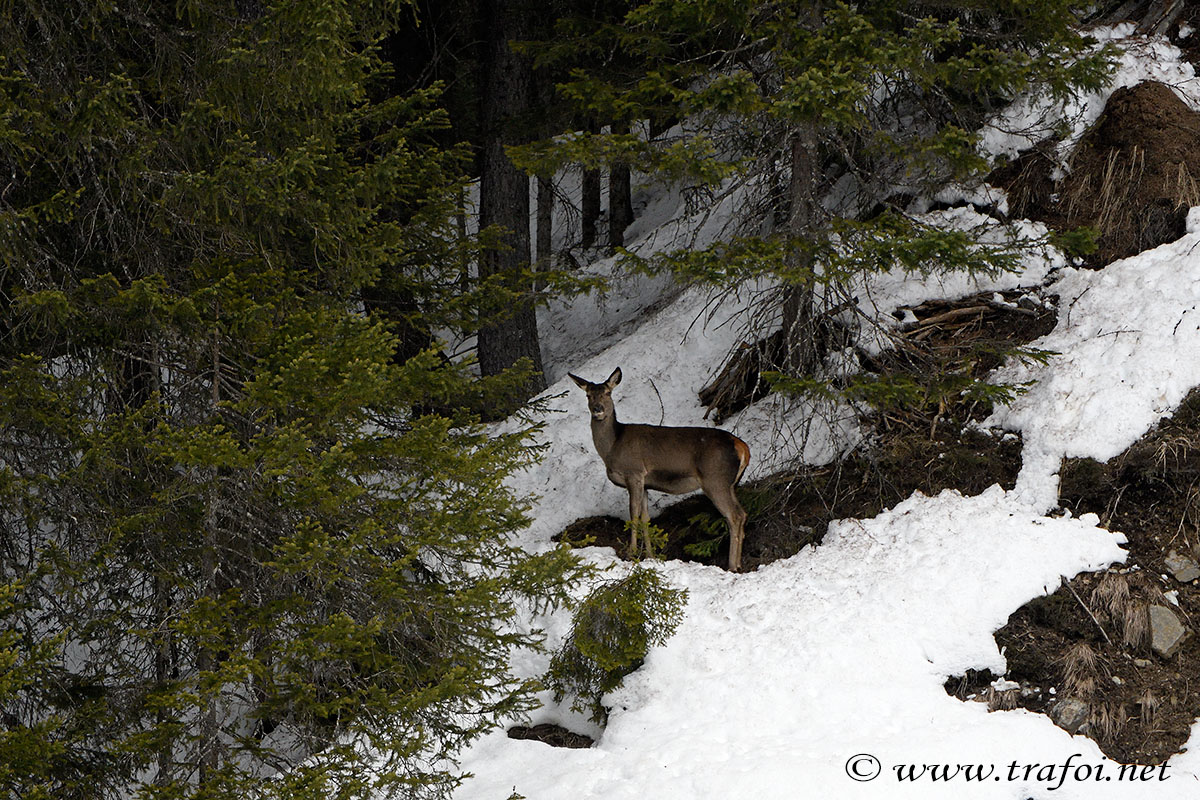 ../Incontri%20Speciali/000883_D500.jpg