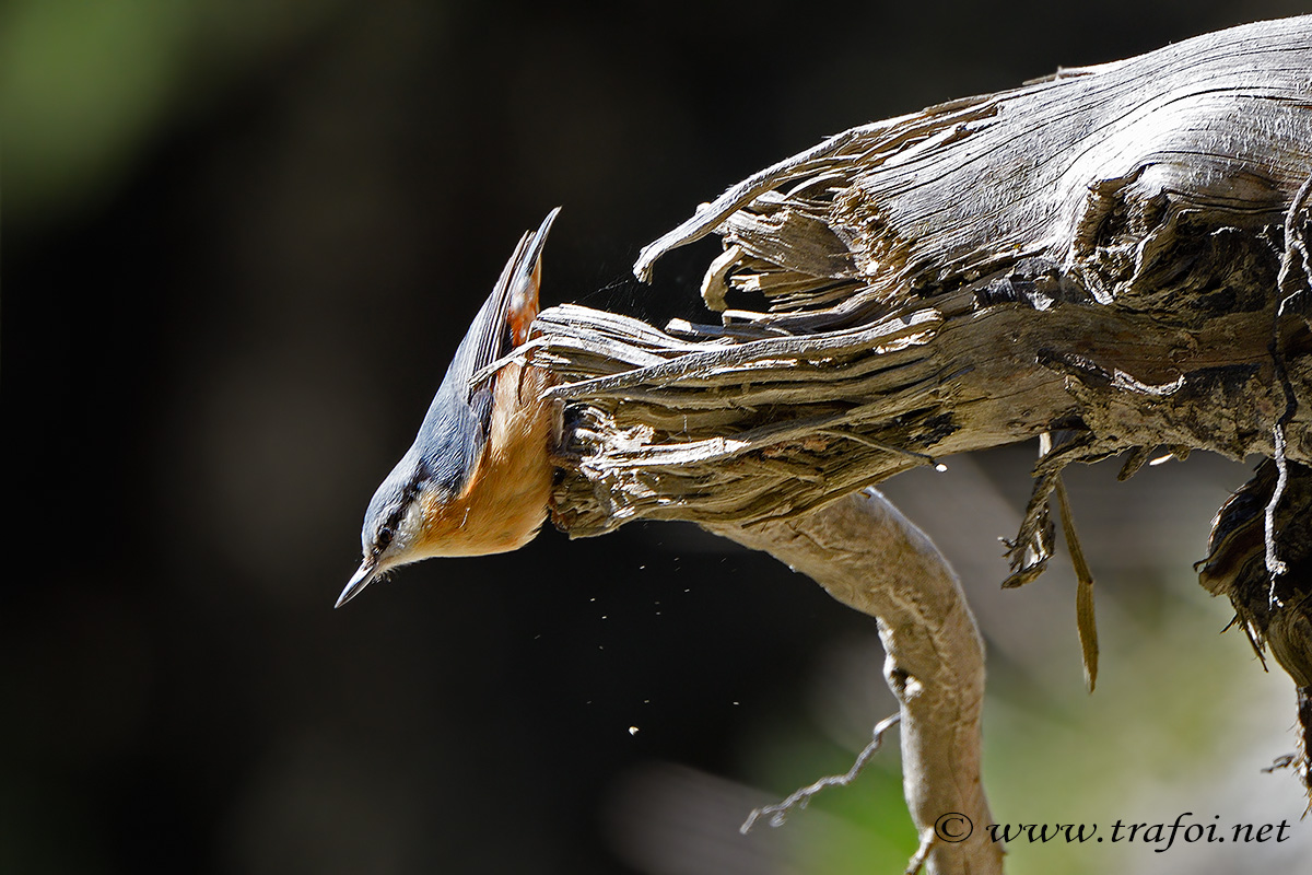 ../Incontri/001871_D500.jpg