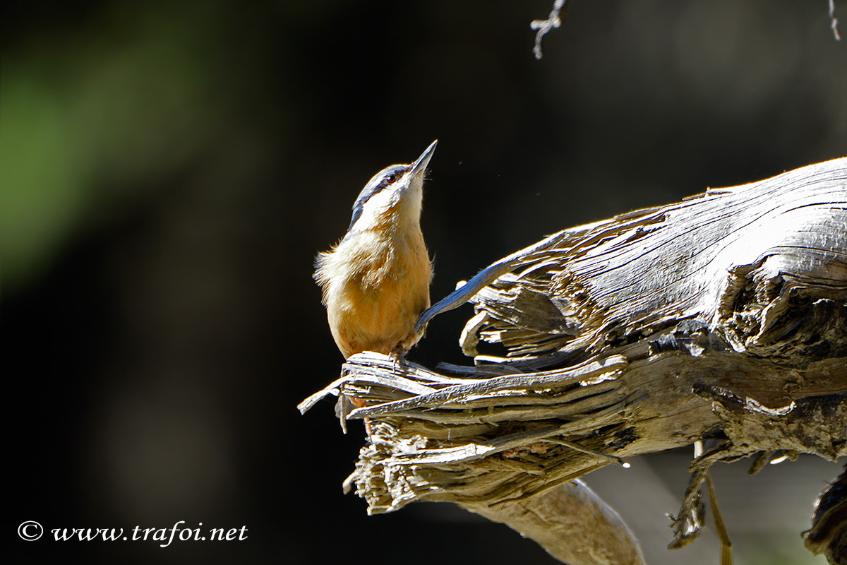 ../Incontri/001872_D500.jpg