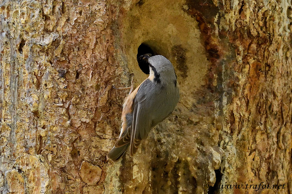 ../Incontri/002595_D500.jpg