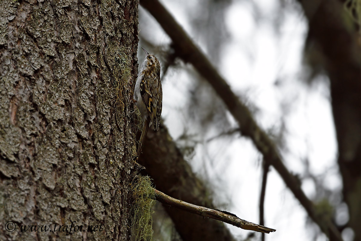 Rampichino Alpestre