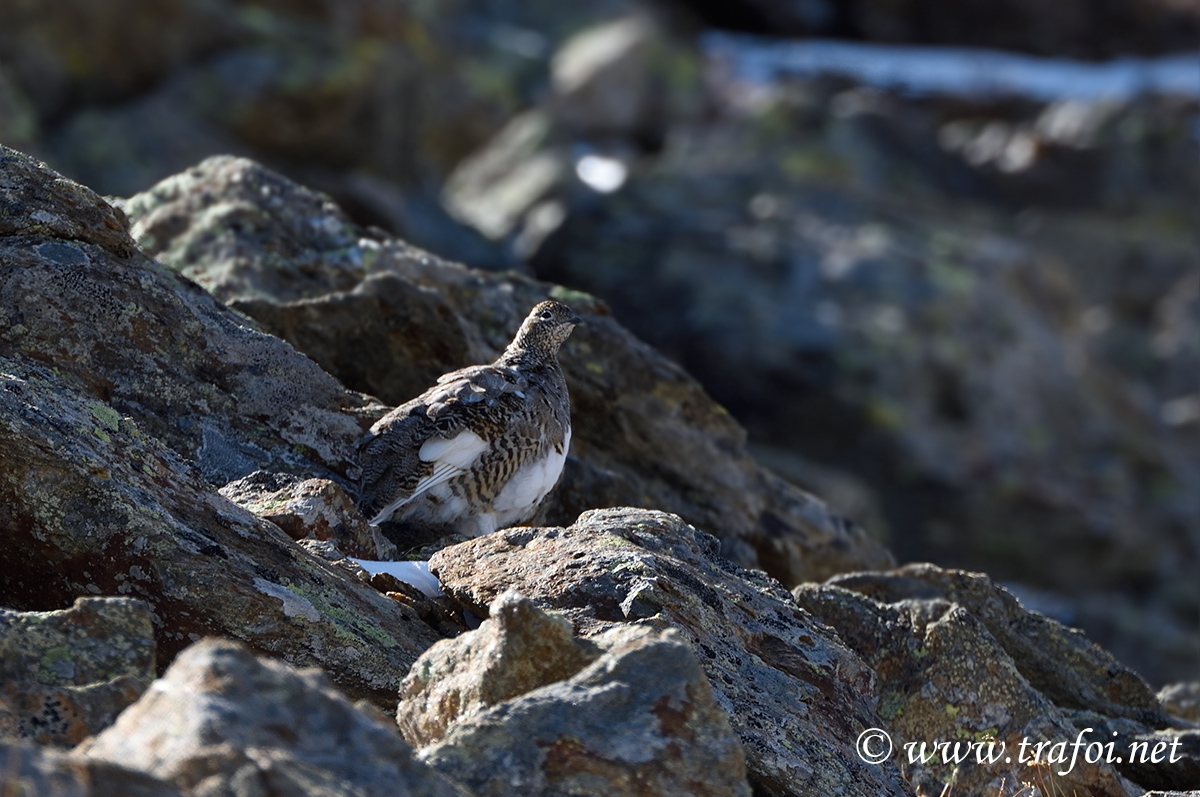 Incontri/008854_D750.jpg