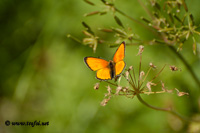 Macro