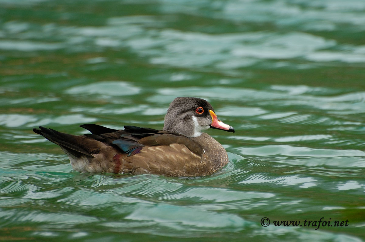 Anatra Carolina