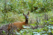 Fauna