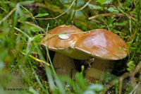 Funghi