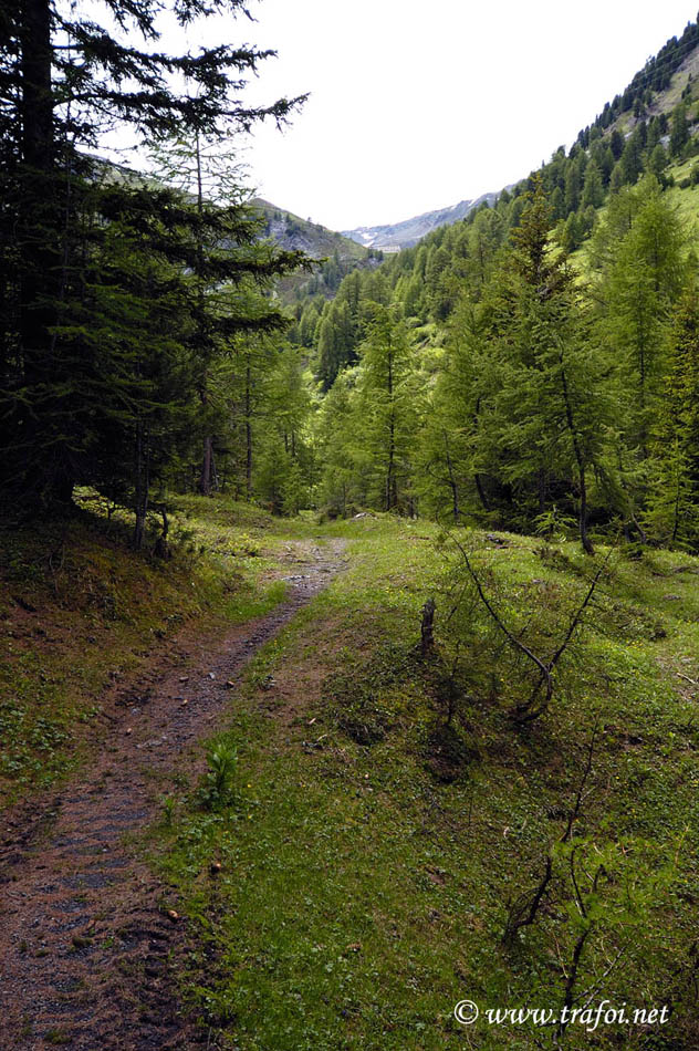 ../Primavera-Estate/3029bis.jpg