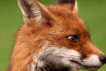 Sfondi%20scritte%20figure/volpe11.gif