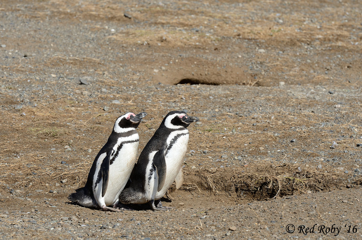../Patagonia/Pinguini_Magellano_0341_b.jpg