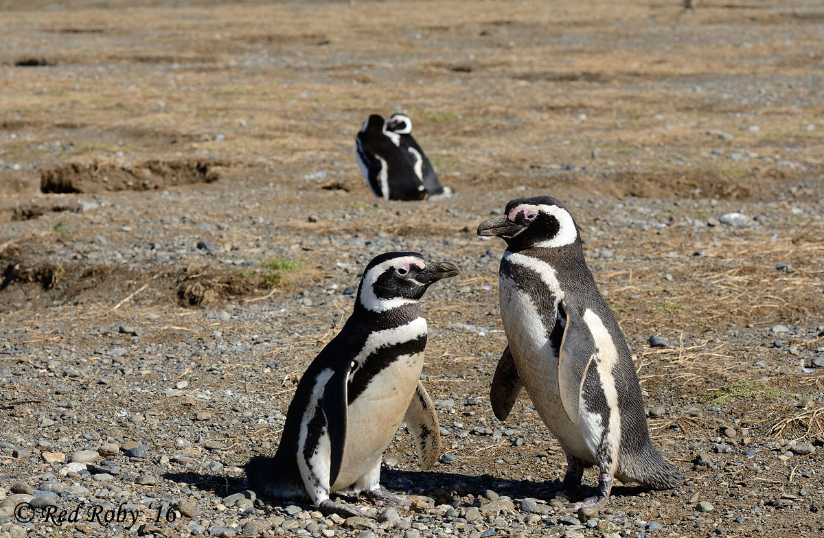 ../Patagonia/Pinguini_Magellano_0348_b.jpg