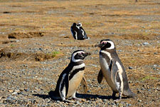 ../Viaggi/Patagonia/Pinguini_Magellano_0348_bter.jpg