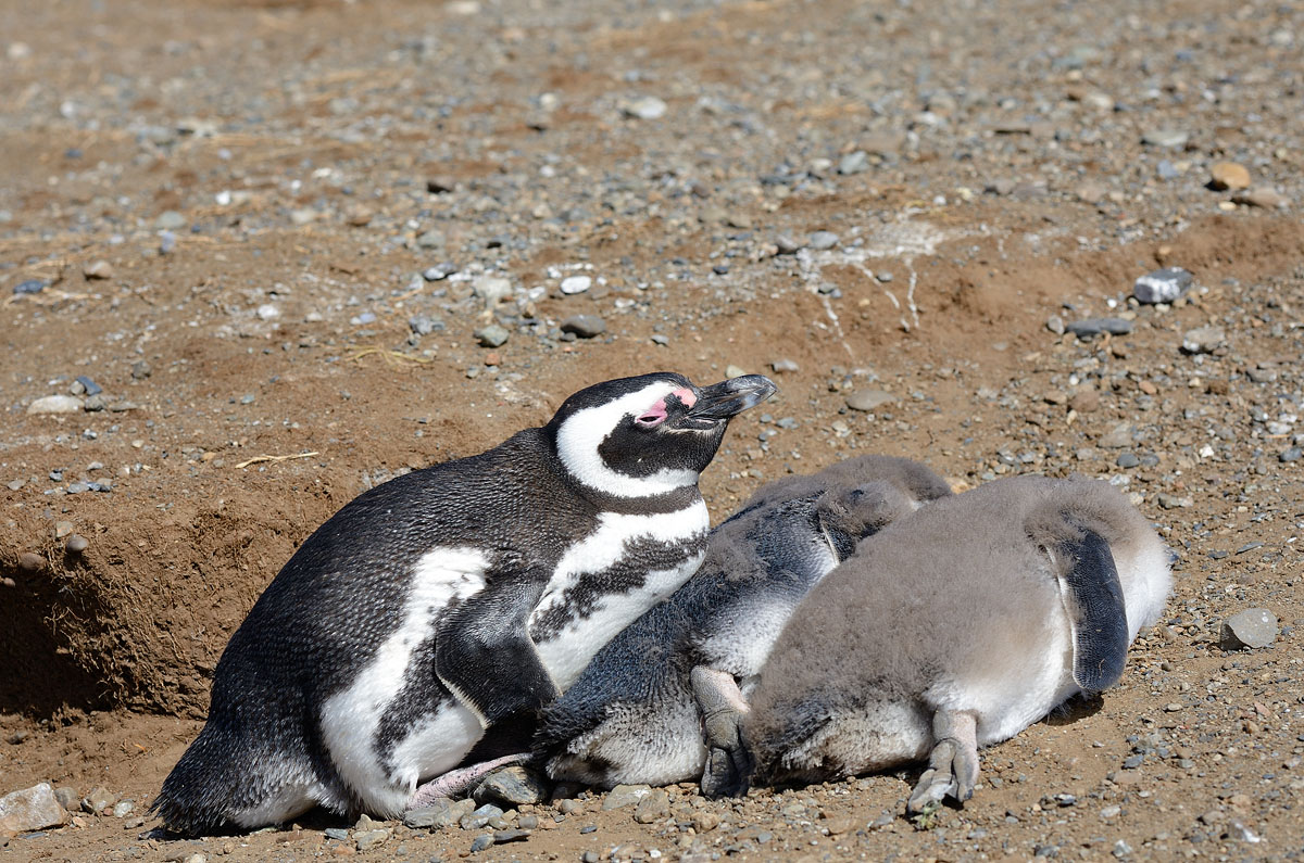 ../Patagonia/Pinguini_Magellano_0356_b.jpg