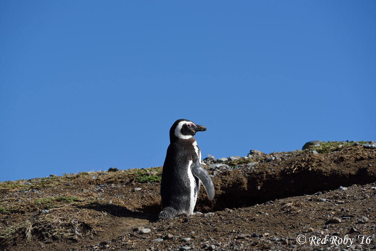 ../Patagonia/Pinguini_Magellano_2885.jpg
