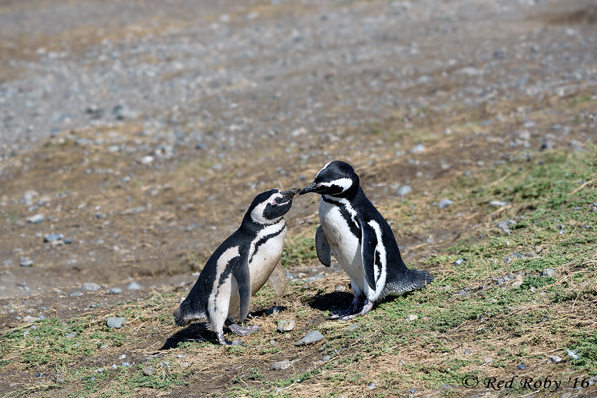 ../Patagonia/Pinguini_Magellano_2891.jpg