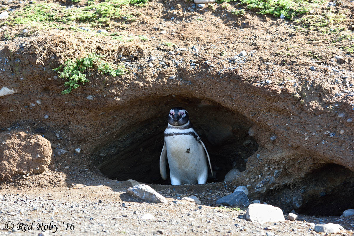 ../Patagonia/Pinguini_Magellano_2900.jpg