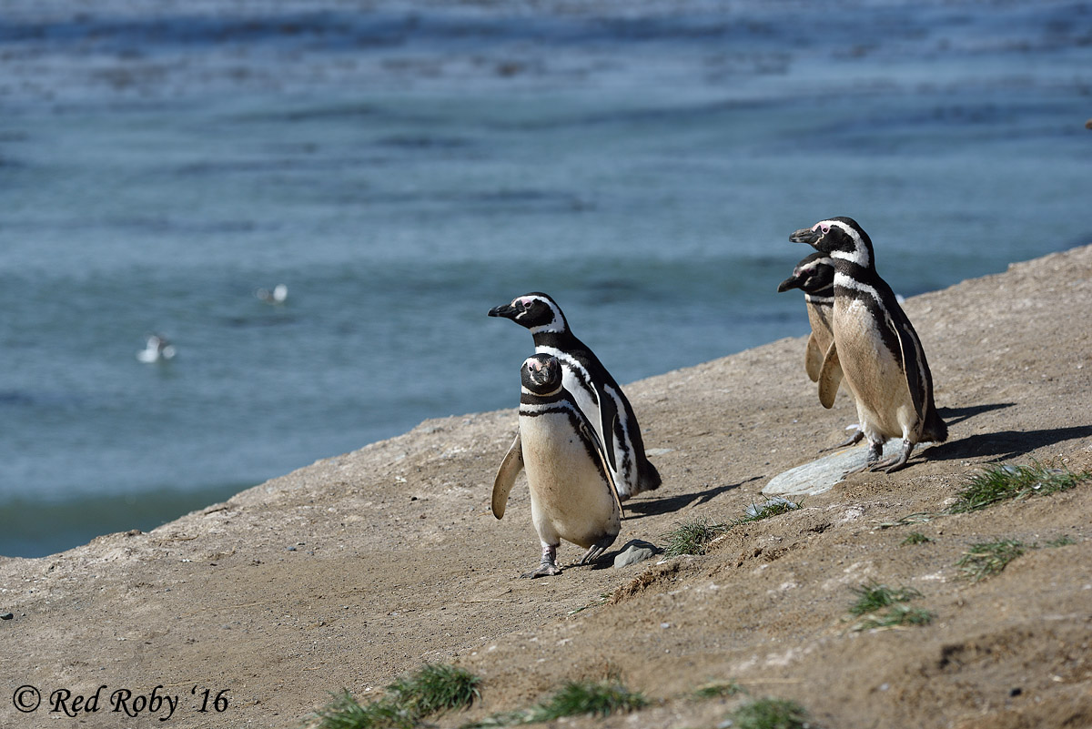 ../Patagonia/Pinguini_Magellano_2944.jpg