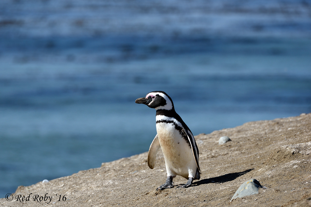 ../Patagonia/Pinguini_Magellano_2947.jpg