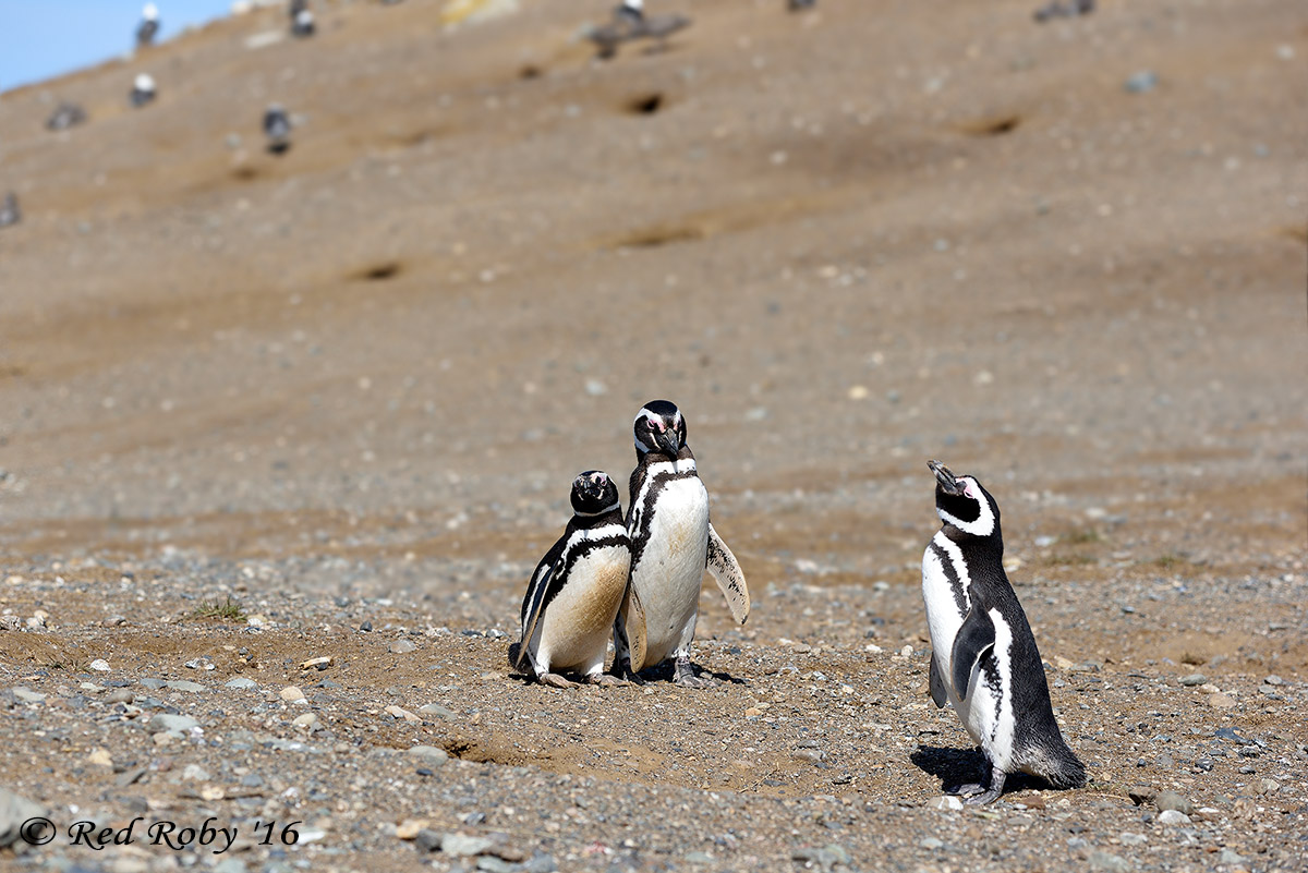 ../Patagonia/Pinguini_Magellano_2955.jpg