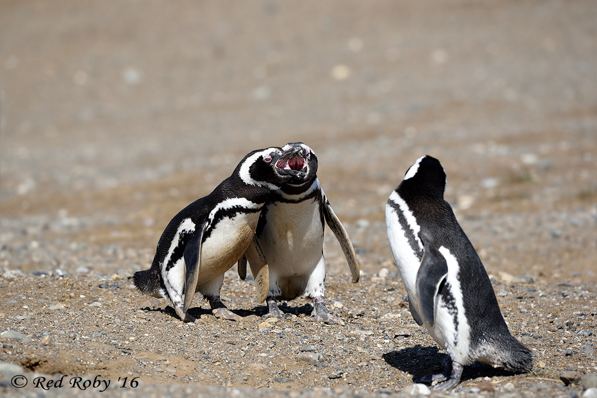 ../Patagonia/Pinguini_Magellano_2966.jpg