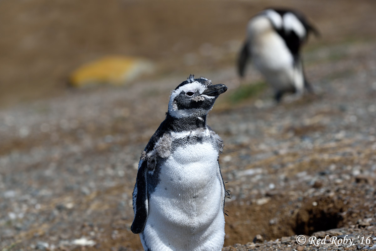 ../Patagonia/Pinguini_Magellano_3014.jpg