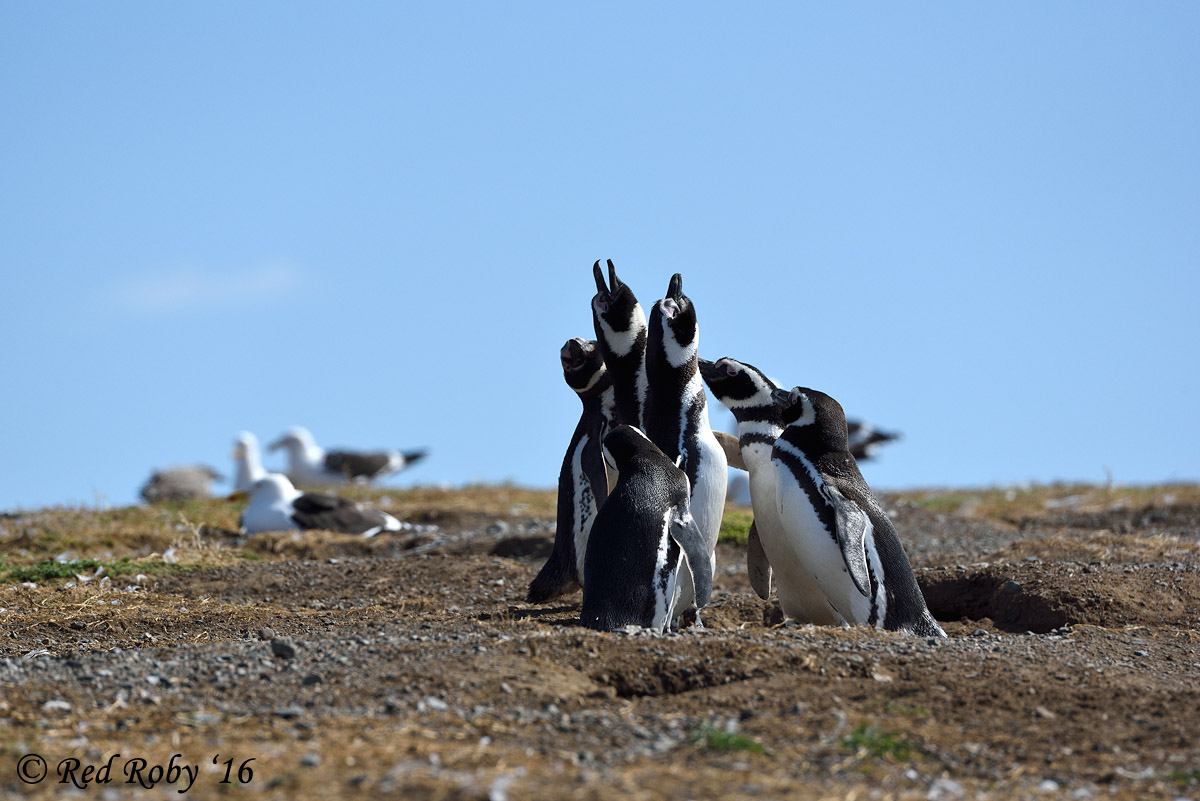 ../Patagonia/Pinguini_Magellano_3128.jpg
