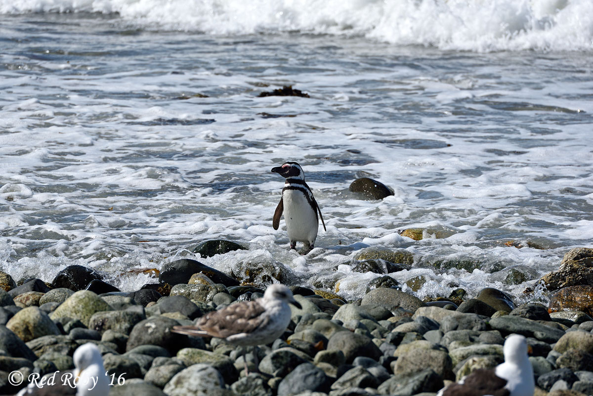 ../Patagonia/Pinguini_Magellano_3143.jpg
