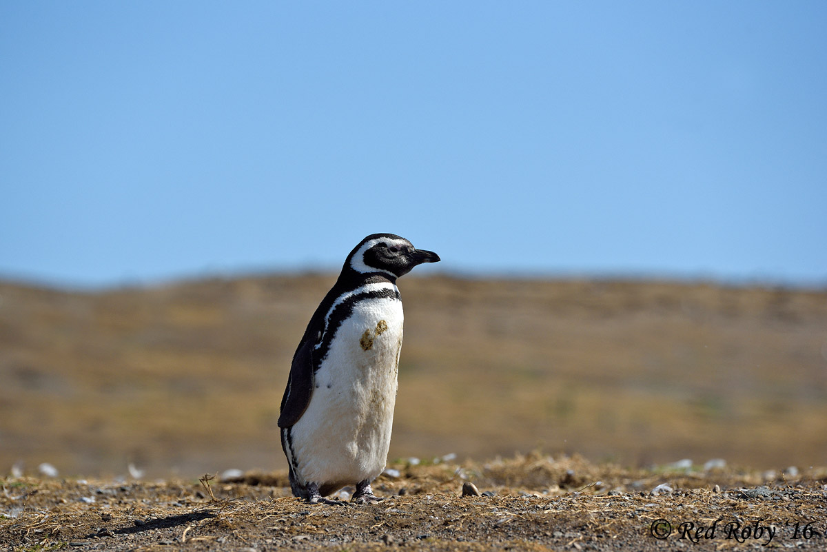 ../Patagonia/Pinguini_Magellano_3158.jpg