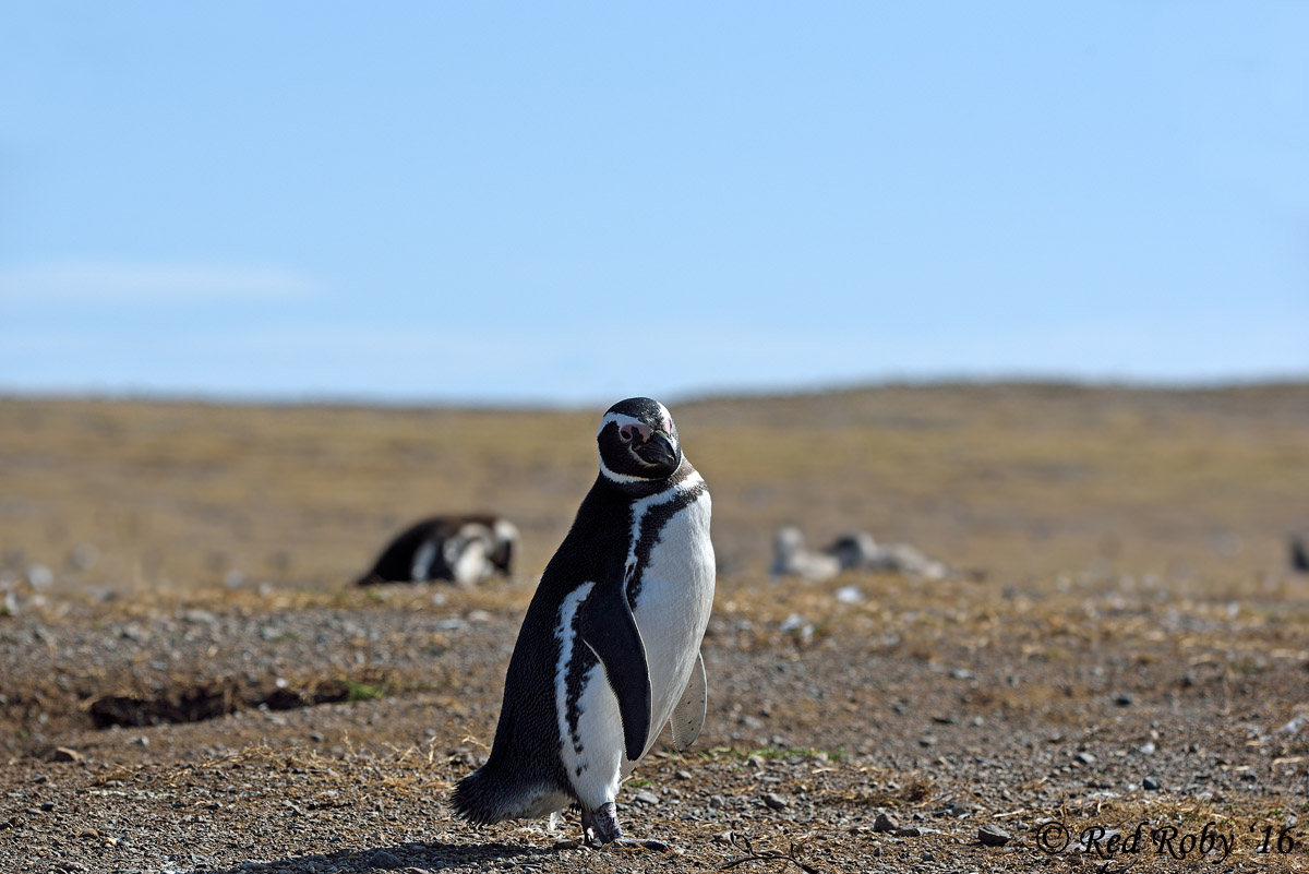 ../Patagonia/Pinguini_Magellano_3164.jpg