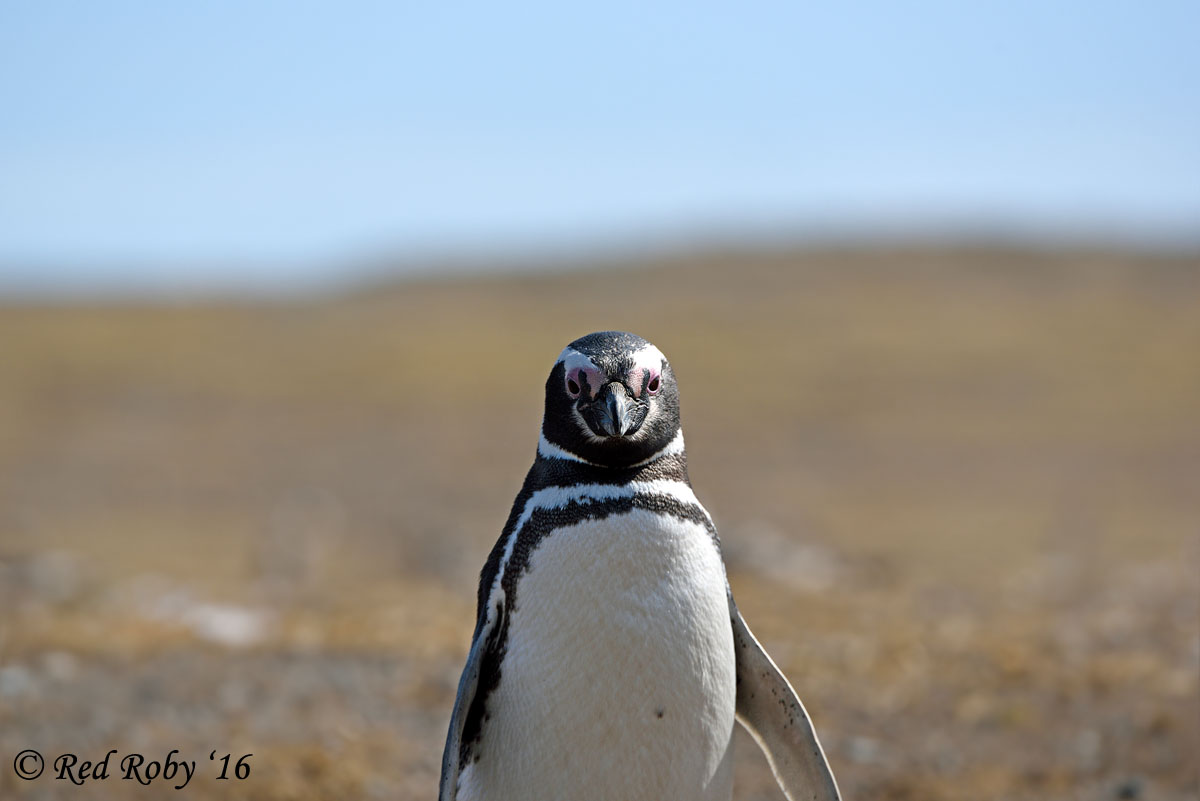 ../Patagonia/Pinguini_Magellano_3168.jpg