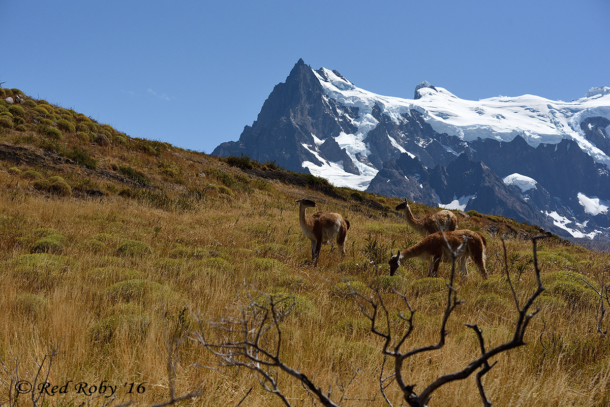 ../Patagonia/Torres_del_Paine_2649.jpg