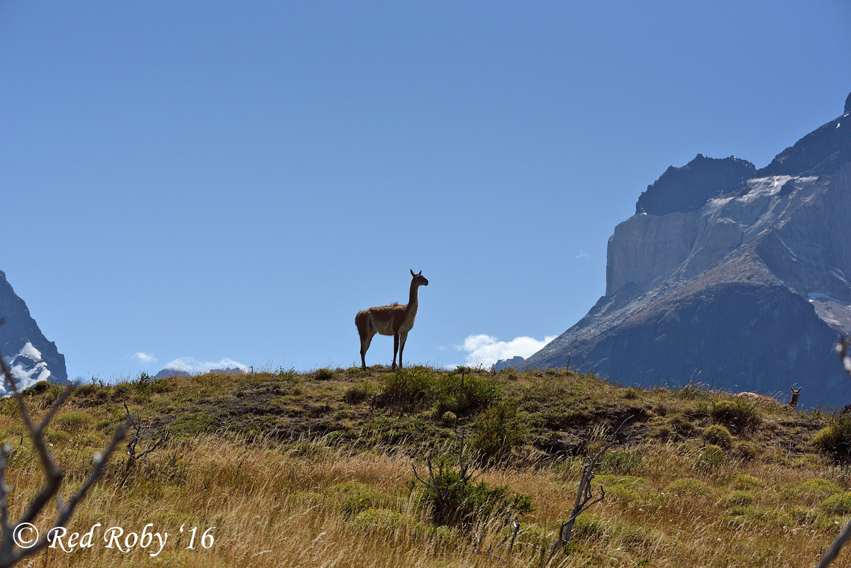../Patagonia/Torres_del_Paine_2651.jpg
