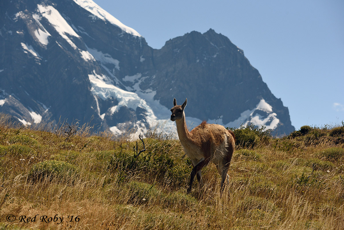 ../Patagonia/Torres_del_Paine_2659.jpg